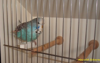 15.Jungvogel 006.png